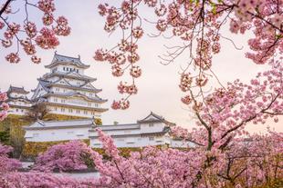 Himeji Schloss in der Kirschblüten Saison