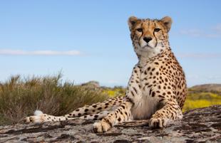 Liegender Gepard
