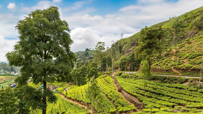 Nuwara Eliyas grüne Teeplantagen in Sri Lanka