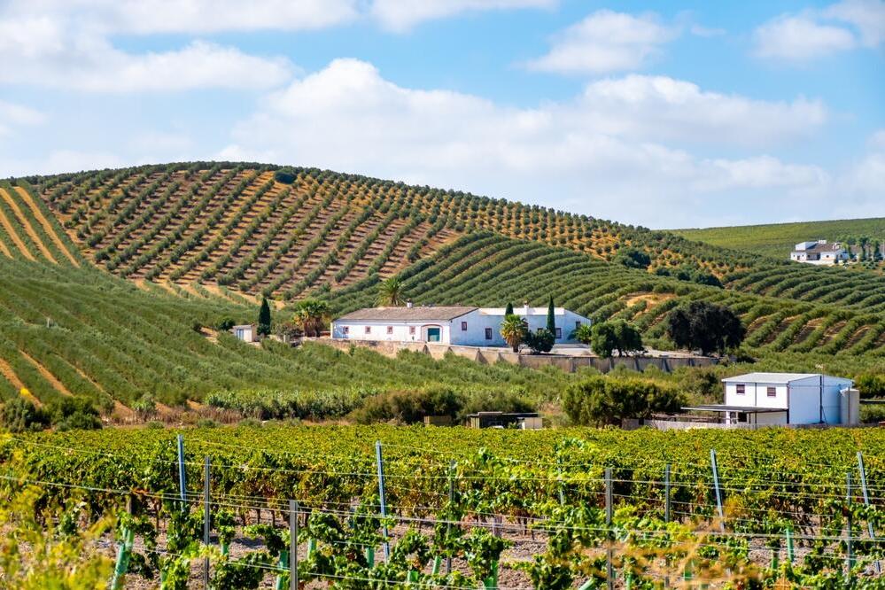 Weinregion Montilla-Moriles