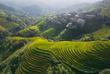 Reisterrasse in Longsheng