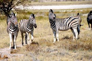 Zebras im Etosha-Nationalpark