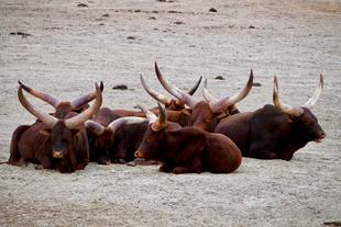 Ankole Rinder 