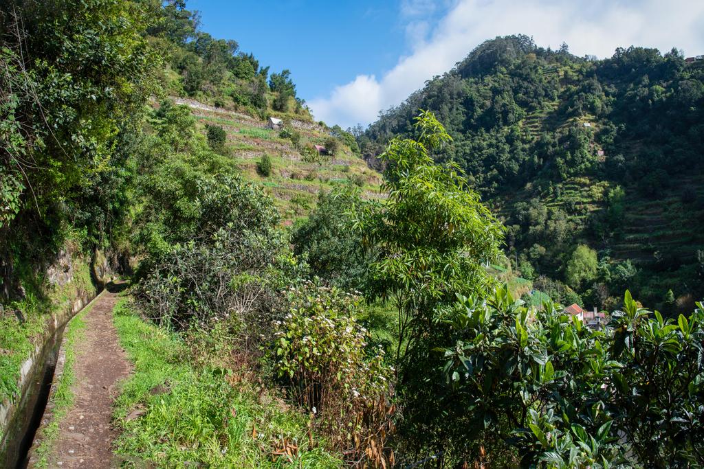Levada das Mimosas