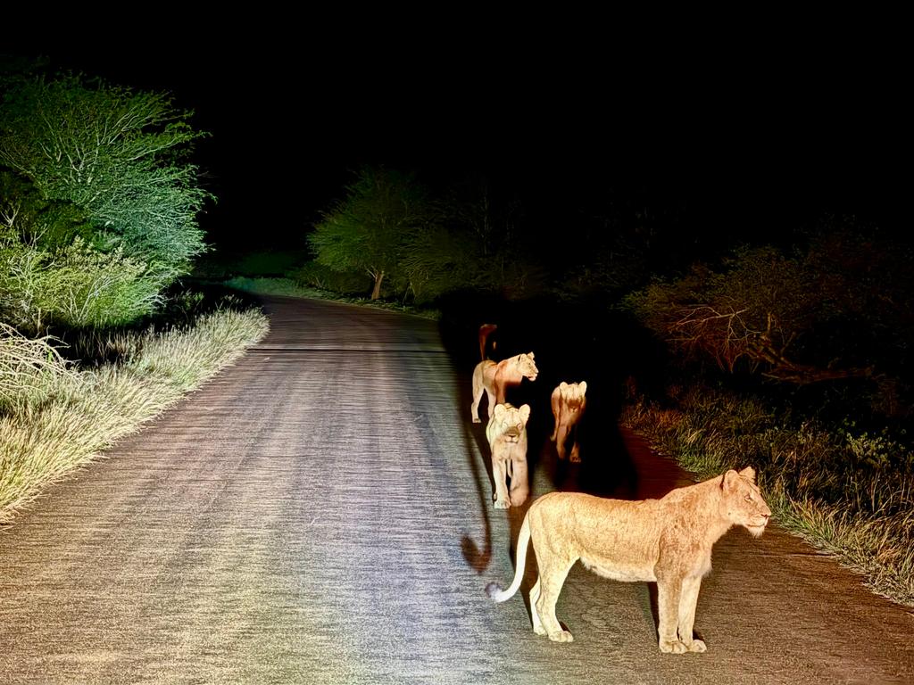 Abendsafari im Krüger-Nationalpark