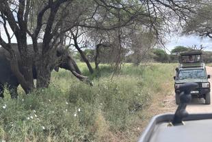 Elefantenbeobachtung auf Safari in der Serengeti