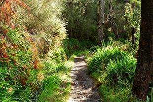  Levada da Serra do Faial