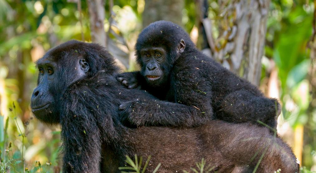 Gorilla mit Baby