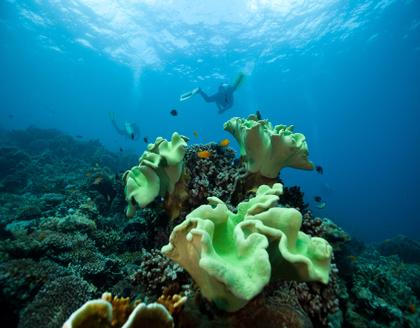 Apo Island