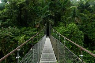 Hängebrücke in Monteverde
