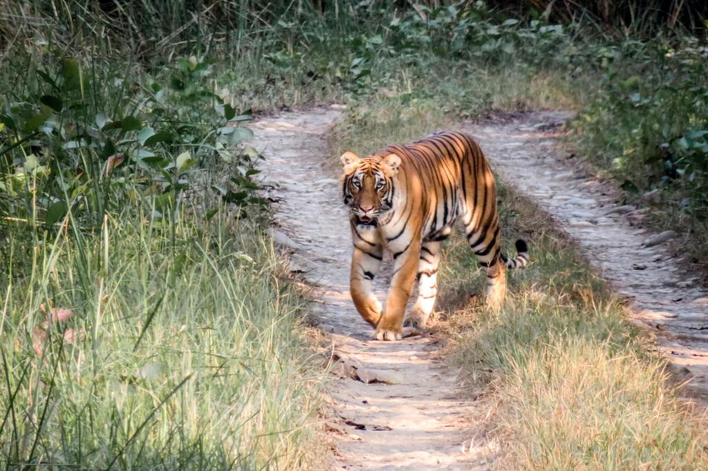 Bengalischer Tiger im Chitwan-Nationalpark