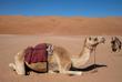 Kamel in der Wüste von Erg Chebbi