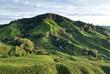 Cameron Highlands