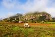 Rinder im Viñales-Tal, Kuba