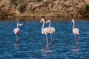 Flamingos im Rio Farmosa Naturpark