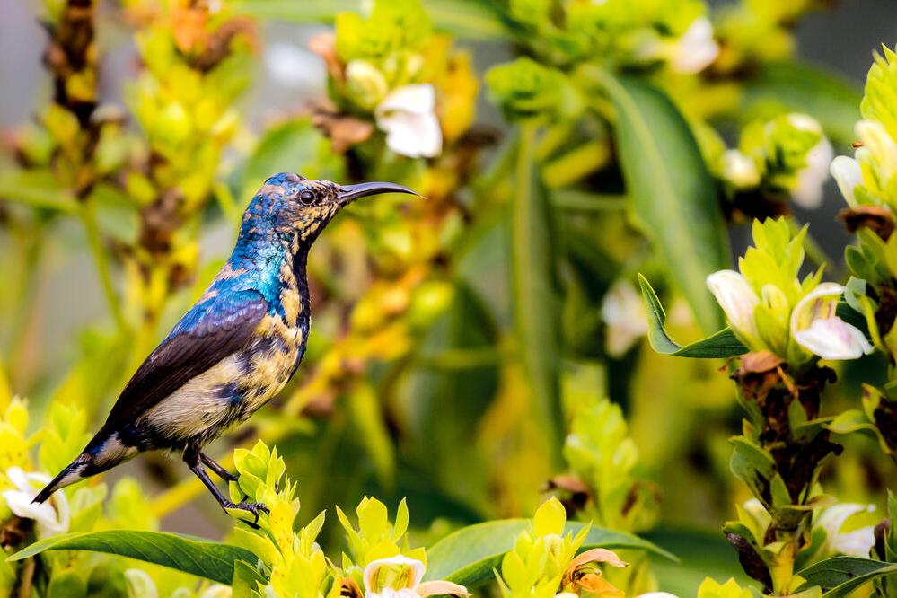 Purple Sunbird im Keoladeo Nationalpark