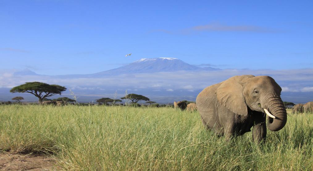 Elefant