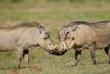 Zwei Warzenschweine im Addo Elephant Nationalpark