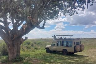 Löwenrudel auf einem Baum in der Serengeti