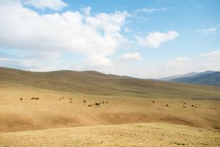 Karge Landschaft im Hustai Nationalpark