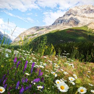 Blumen mit Rockies im Hintergrund 