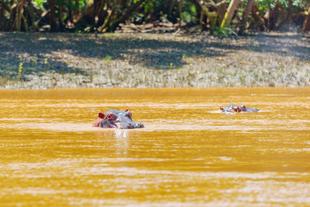 Nilpferd im Wami Fluss 