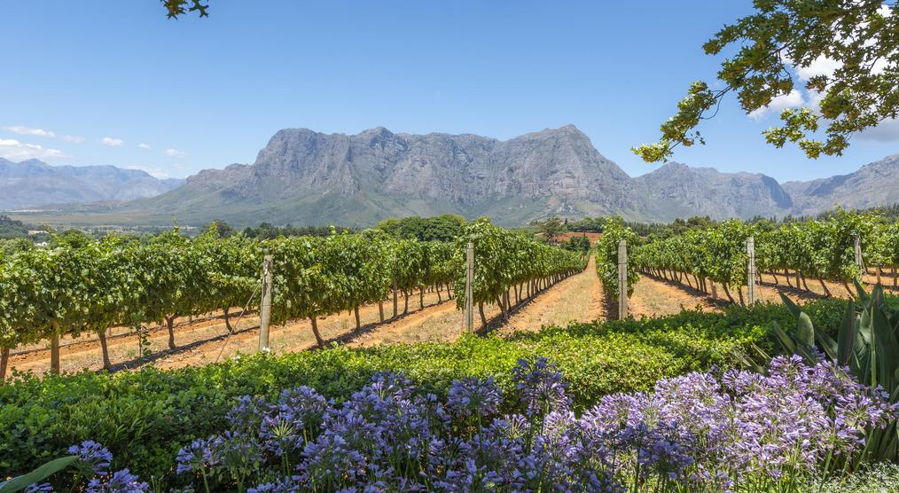 Weinregion auf einer Südafrika Rundreise