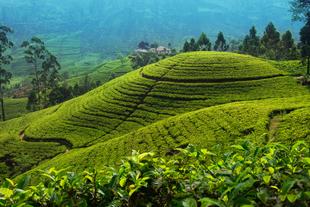 Teeplantage in Nuwara Eliya