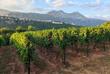 Weinberge in Herceg Novi 