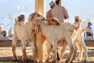 Ziegen auf einem Markt in Nizwa