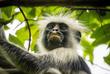 Colobus Affe