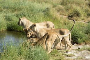 Löwen im Tarangire Nationalpark