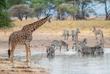 Zebras und Giraffen im Tarangire Nationalpark