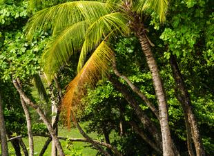 Palmen in Manuel Antonio