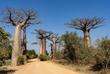 Baobab Allee