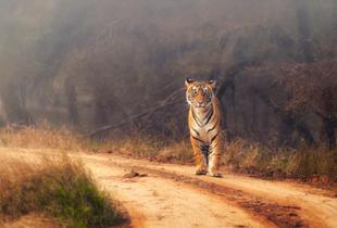 Tiger im Nationalpark