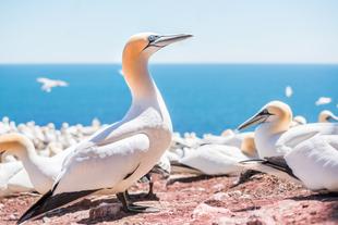 Nahaufnahme eines neugierigen weißen Basstölpels mit blauen Augen, der auf der Bonaventure-Insel nistet.