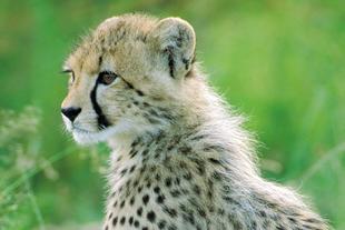 Gepard im Krüger Nationalpark
