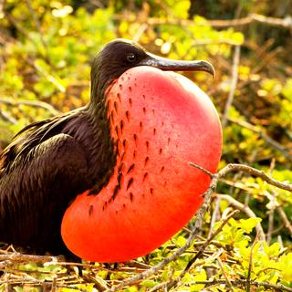 Fregattvogel, der seinen Kehlsack aufbläst, um Weibchen anzulocken