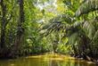 Kanalsystem im dichten Tortuguero Nationalpark