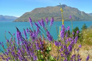 Lake Wanaka