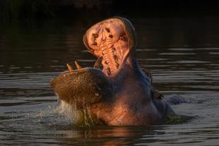 Flusspferd im Lake Mburo Nationalpark