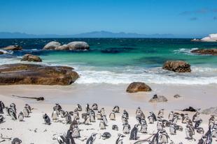 Pinguine am Boulders Beach