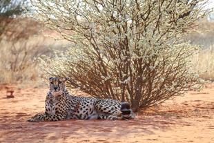 Leopard in der Kalahari Wüste