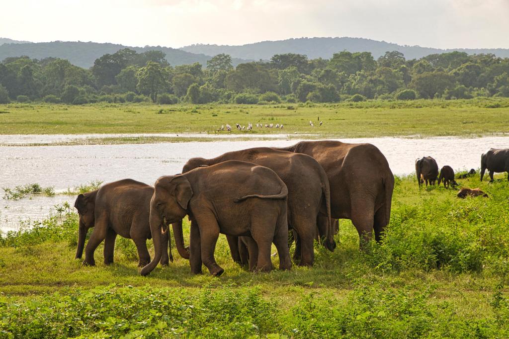 Elefanten im Udawalawe Nationalpark