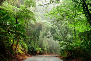 Daintree National Park 
