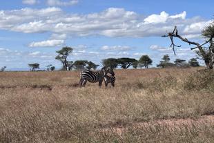 Zebras auf Safari in der Serengeti