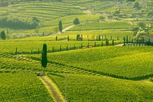 Weinreben in Chianti