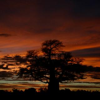 Chobe Nationalpark bei Sonnenuntergang