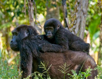 Gorilla mit Baby